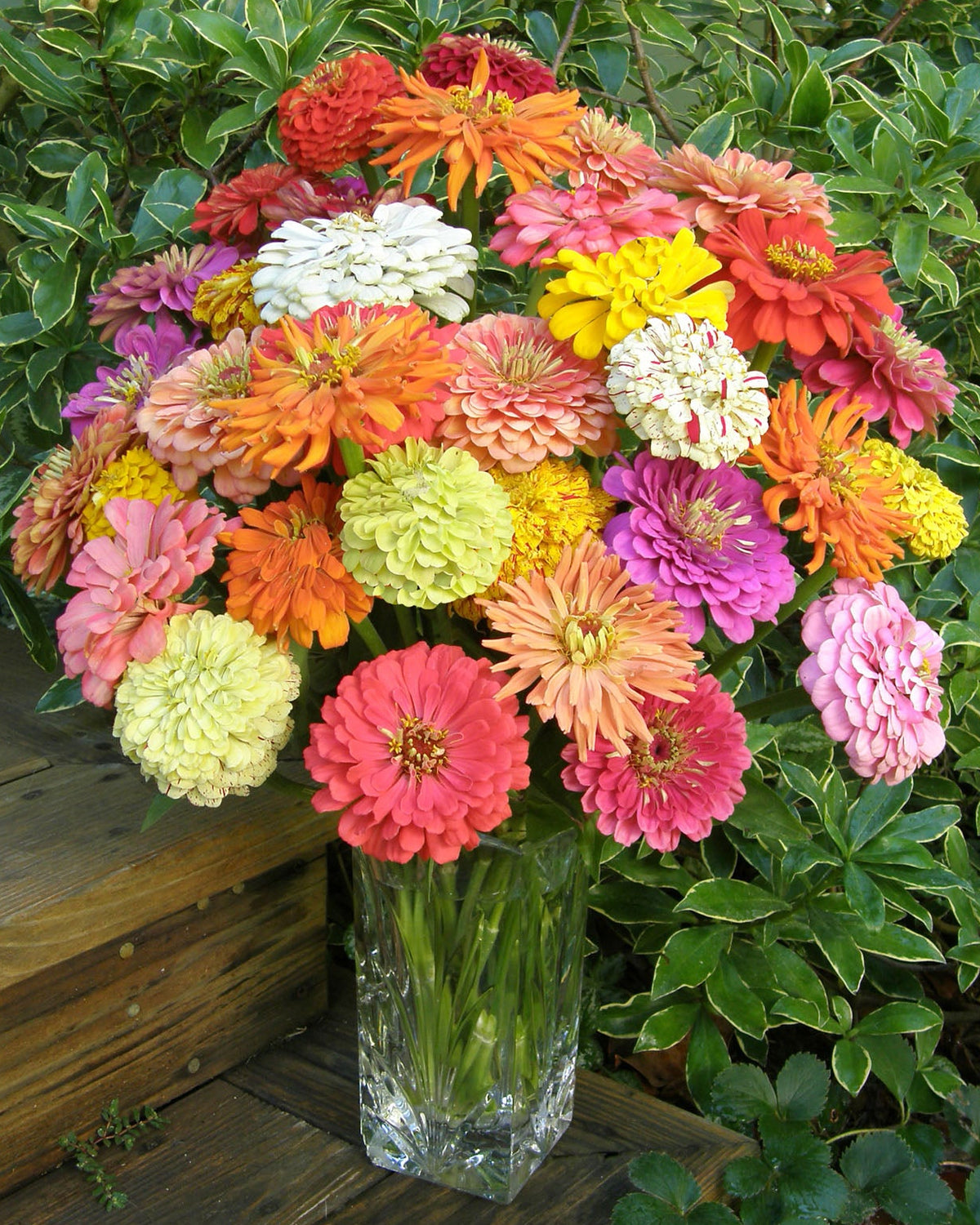 Heirloom Zinnias - Granny's Bouquet