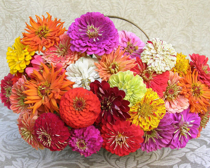 Heirloom Zinnias - Granny's Bouquet