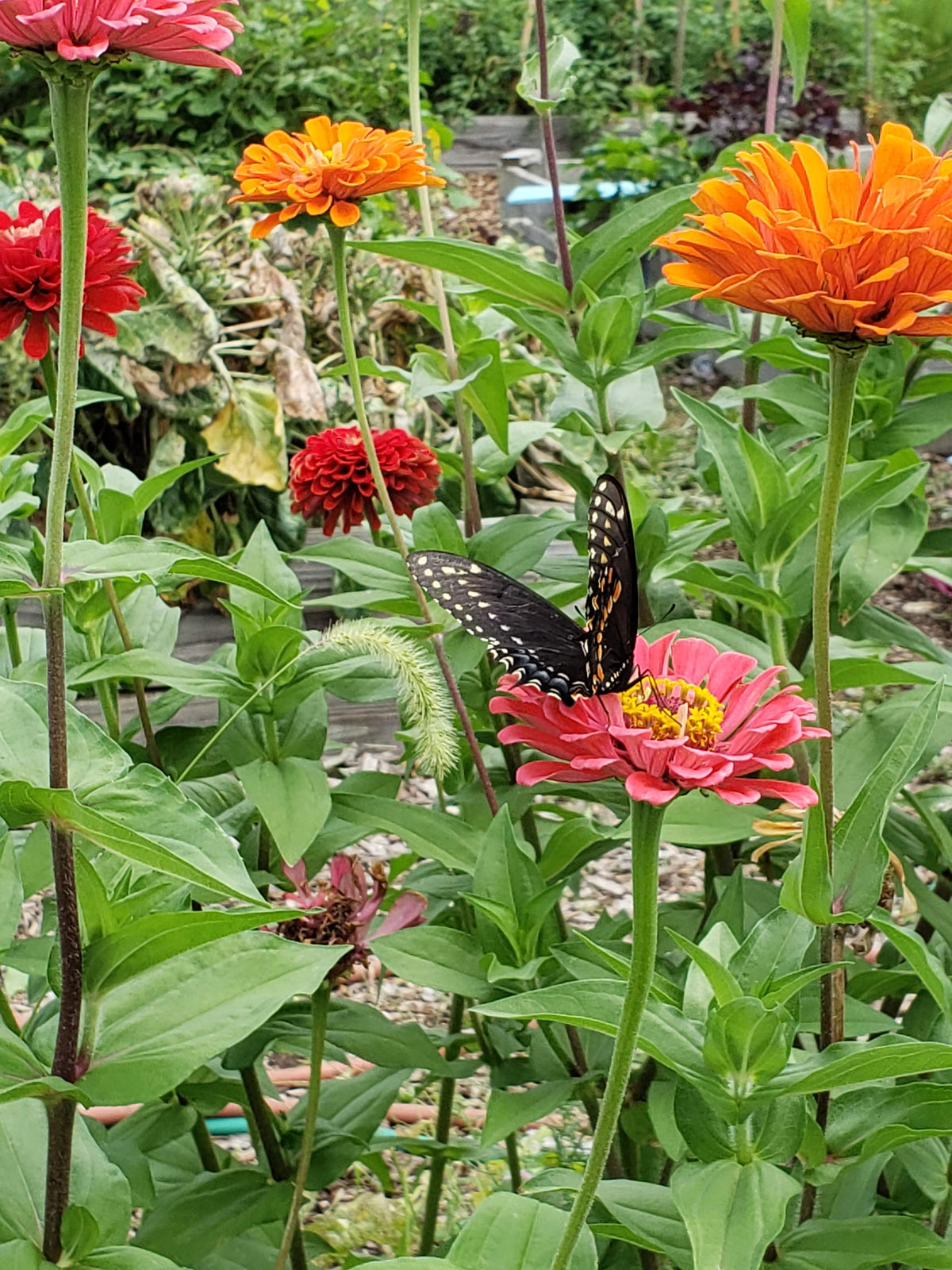 Heirloom Zinnias - Granny's Bouquet