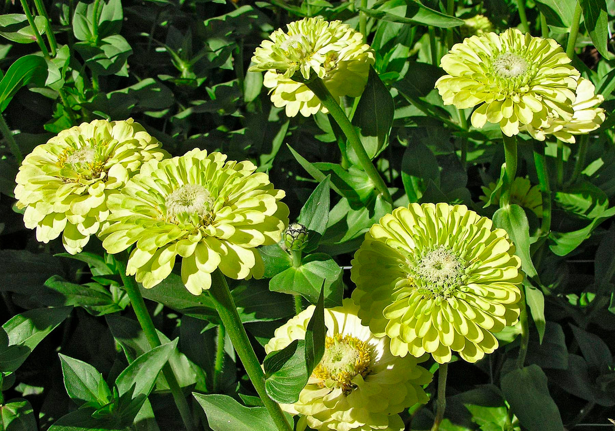 Heirloom Zinnias - Green Envy
