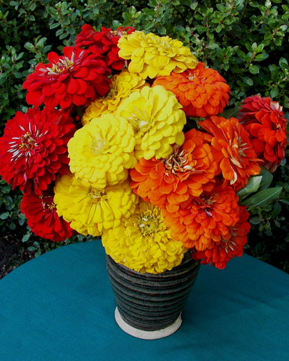 Cutting Zinnias - Hot Crayon Colors