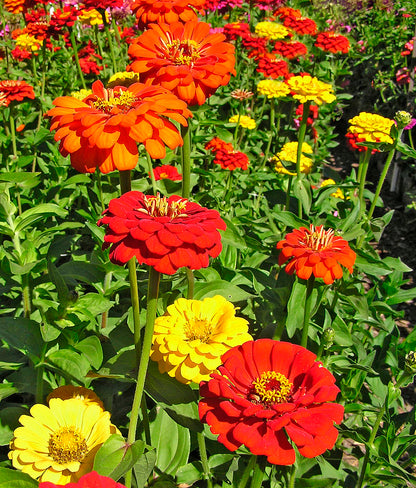 Cutting Zinnias - Hot Crayon Colors