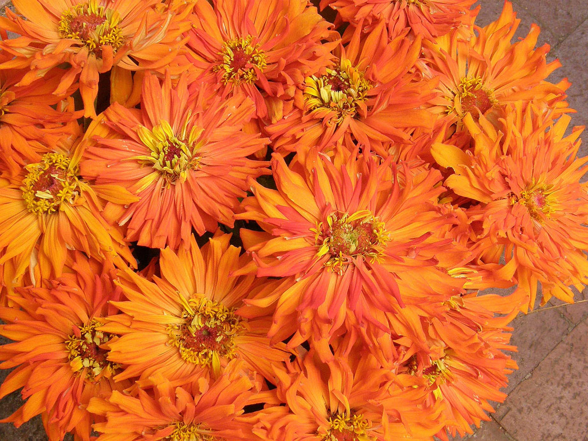 Butterfly Zinnias - Mighty Lion
