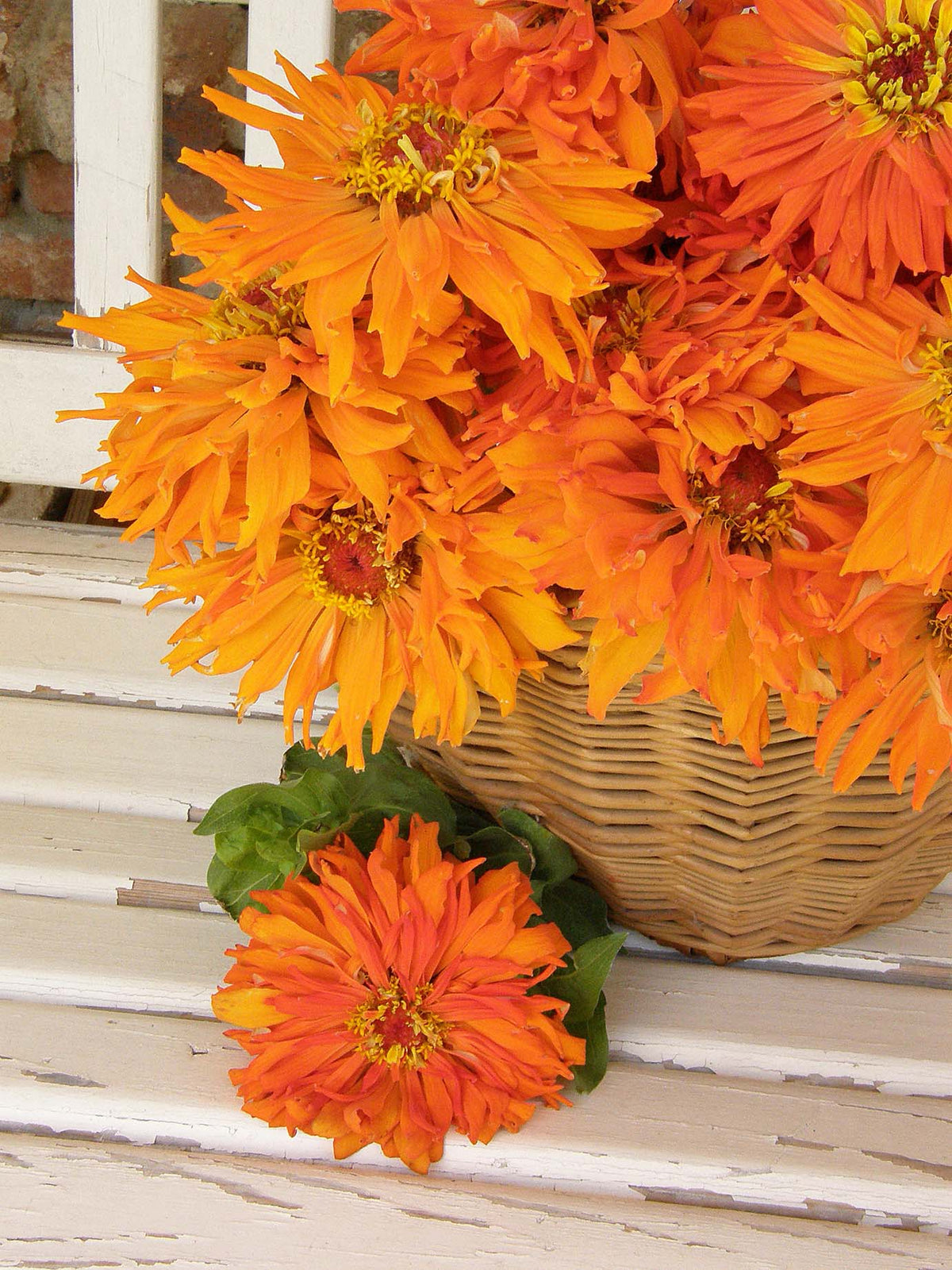 Butterfly Zinnias - Mighty Lion
