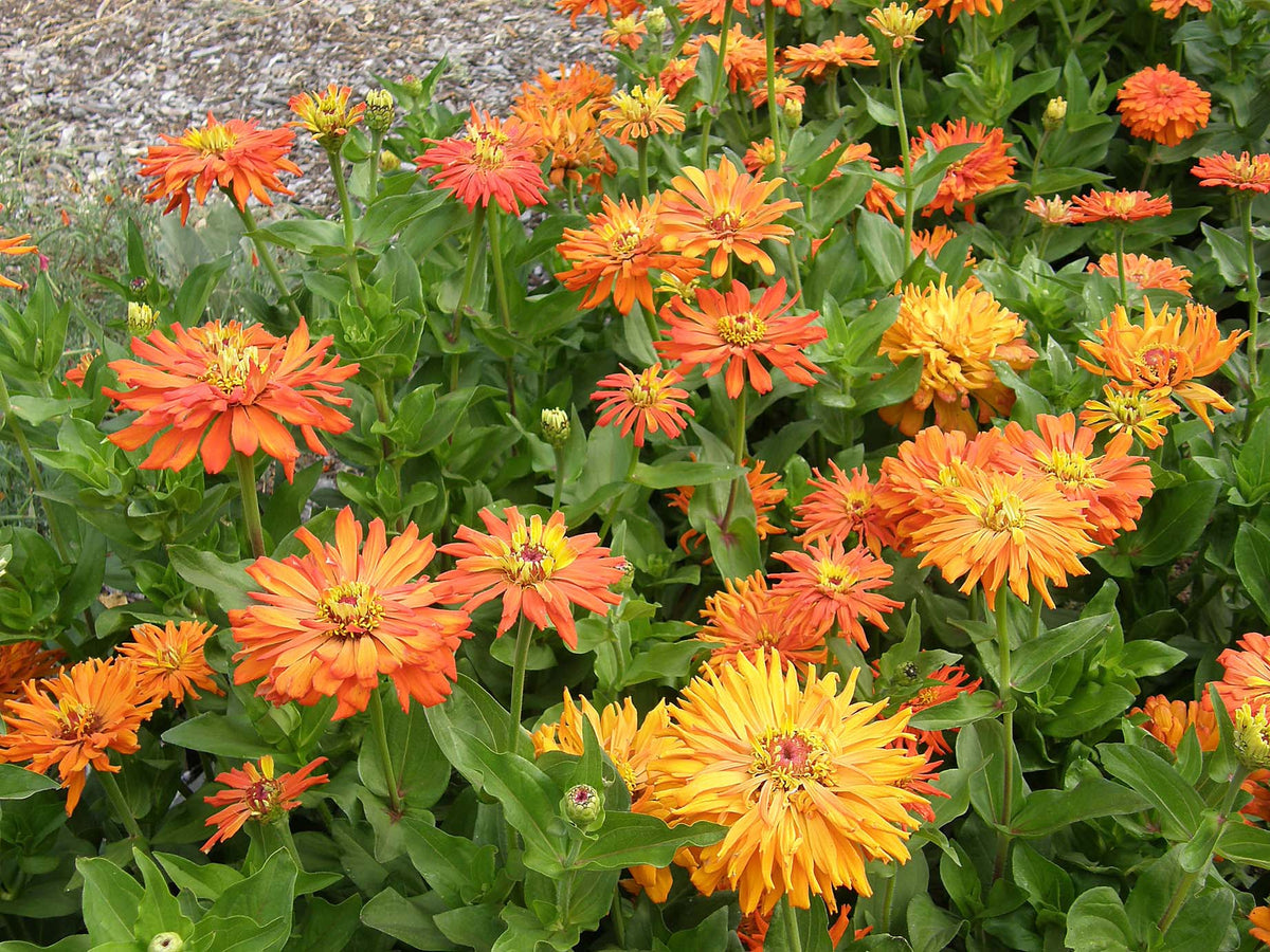 Butterfly Zinnias - Mighty Lion