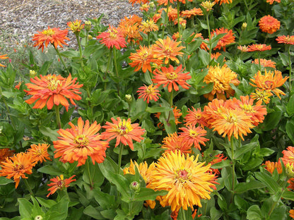 Butterfly Zinnias - Mighty Lion