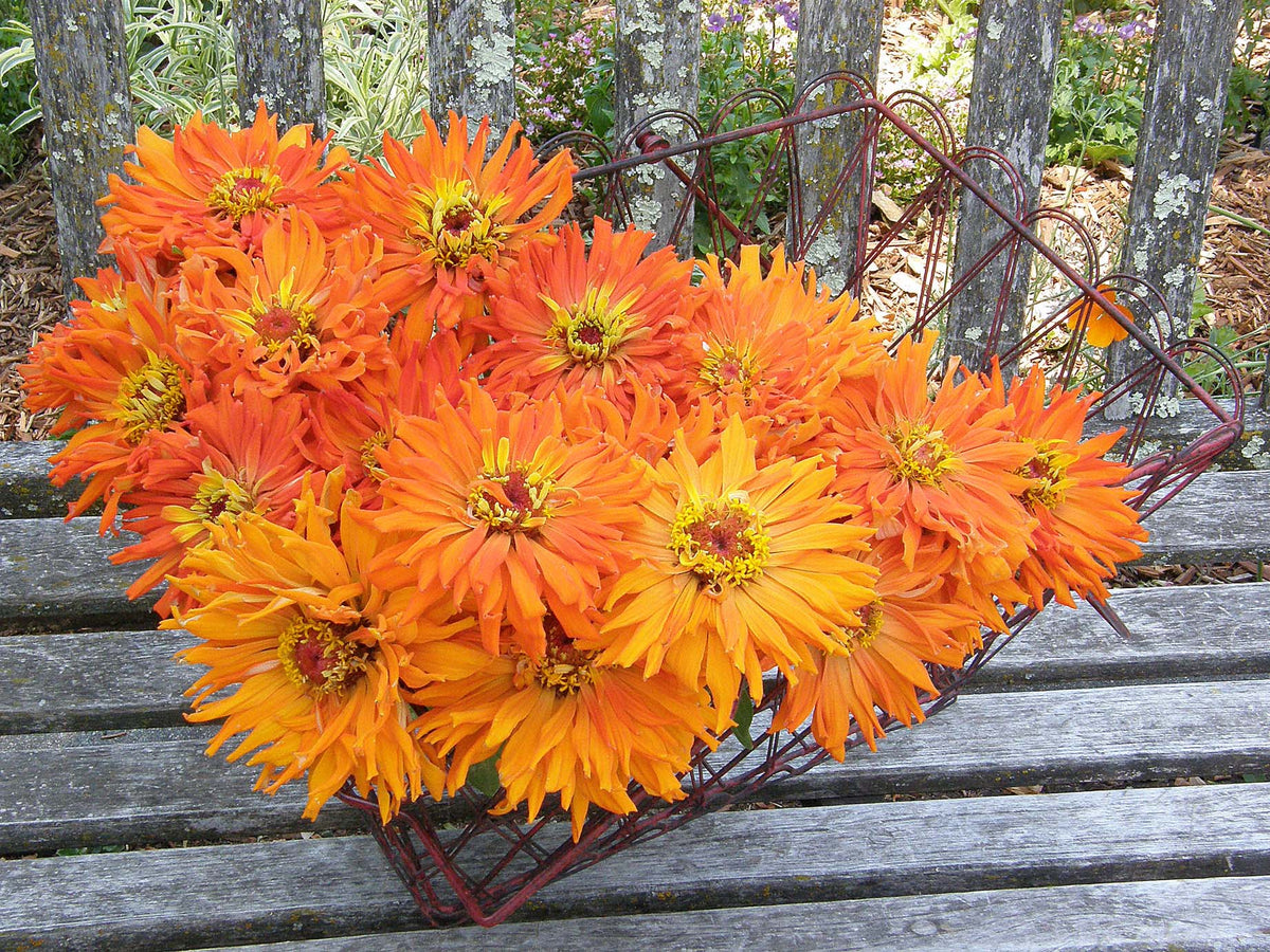 Butterfly Zinnias - Mighty Lion