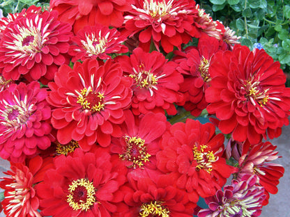 Heirloom Cutting Zinnias - Moulin Rouge
