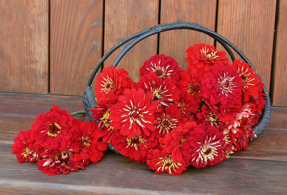 Heirloom Cutting Zinnias - Moulin Rouge