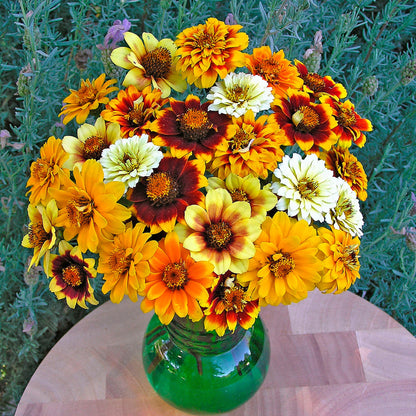 Heirloom Butterfly Zinnias - Persian Carpet