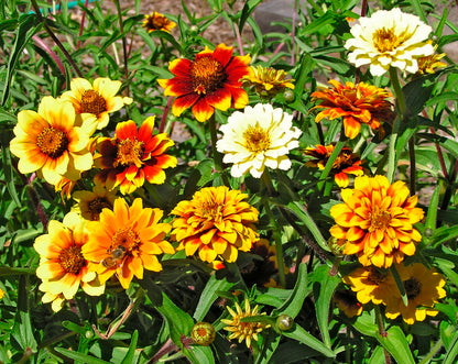 Heirloom Butterfly Zinnias - Persian Carpet