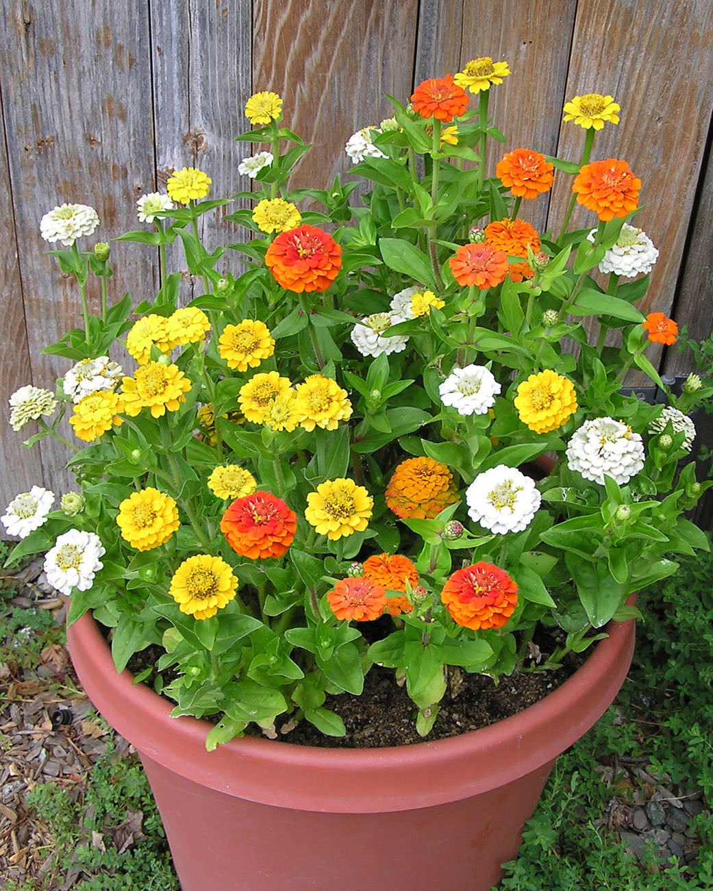Container Zinnias - Pixie Sunshine
