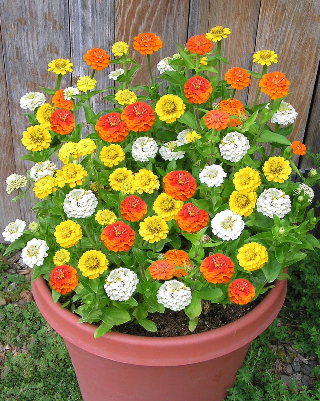 Container Zinnias - Pixie Sunshine