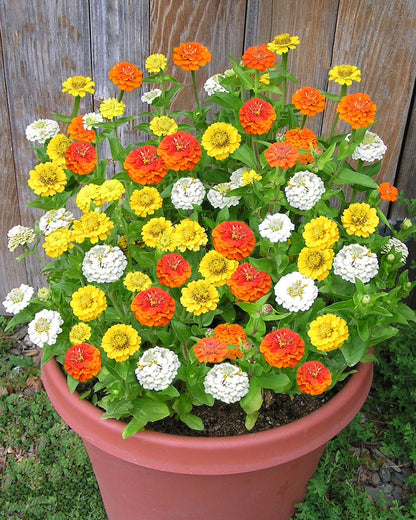 Container Zinnias - Pixie Sunshine