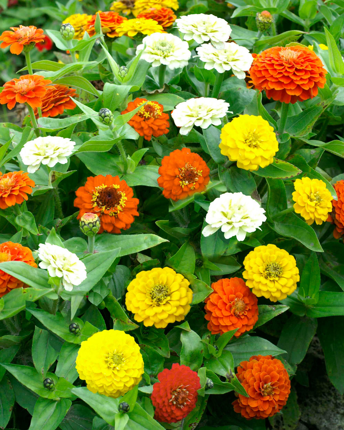 Container Zinnias - Pixie Sunshine