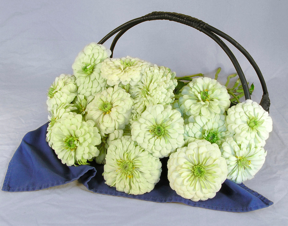 Heirloom Butterfly Zinnias - Polar Bear