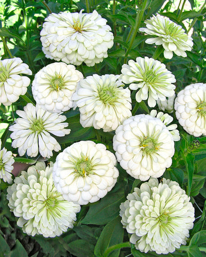 Heirloom Butterfly Zinnias - Polar Bear
