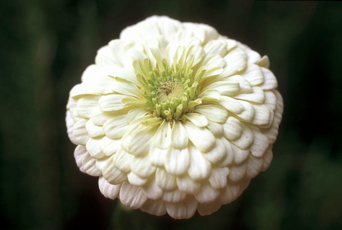Heirloom Butterfly Zinnias - Polar Bear