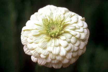 Heirloom Butterfly Zinnias - Polar Bear