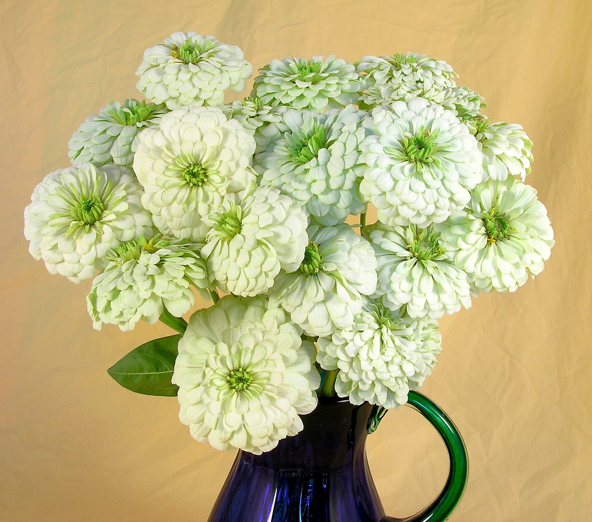 Heirloom Butterfly Zinnias - Polar Bear