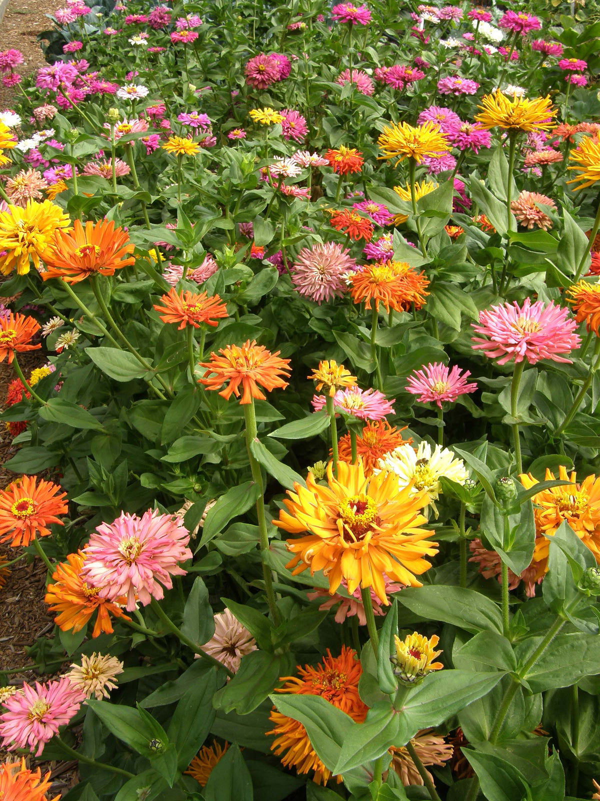 Cactus Zinnias - Heirloom Raggedy Anne