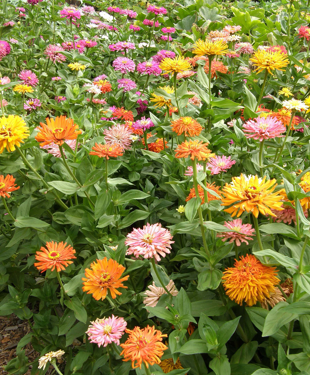 Cactus Zinnias - Heirloom Raggedy Anne