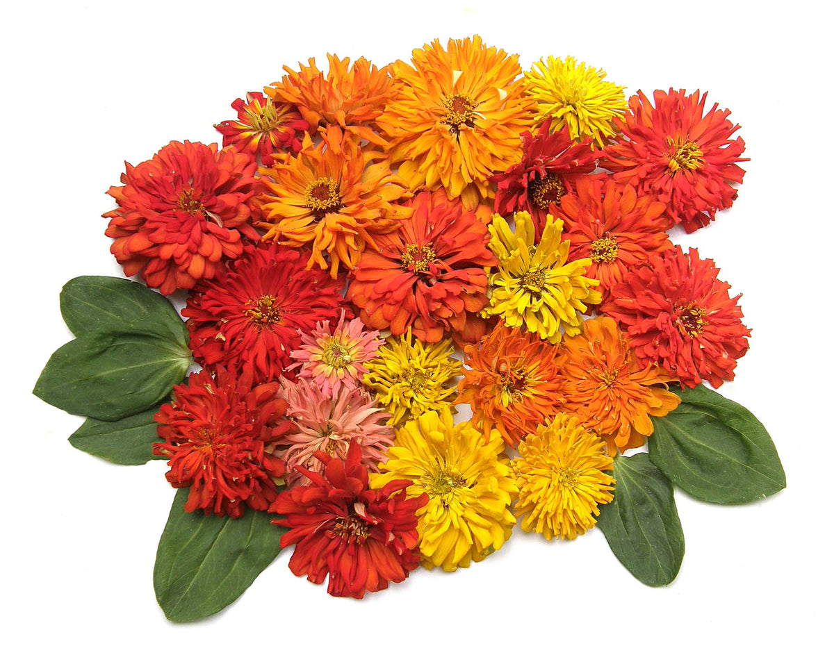 Cactus Zinnias - Heirloom Raggedy Anne