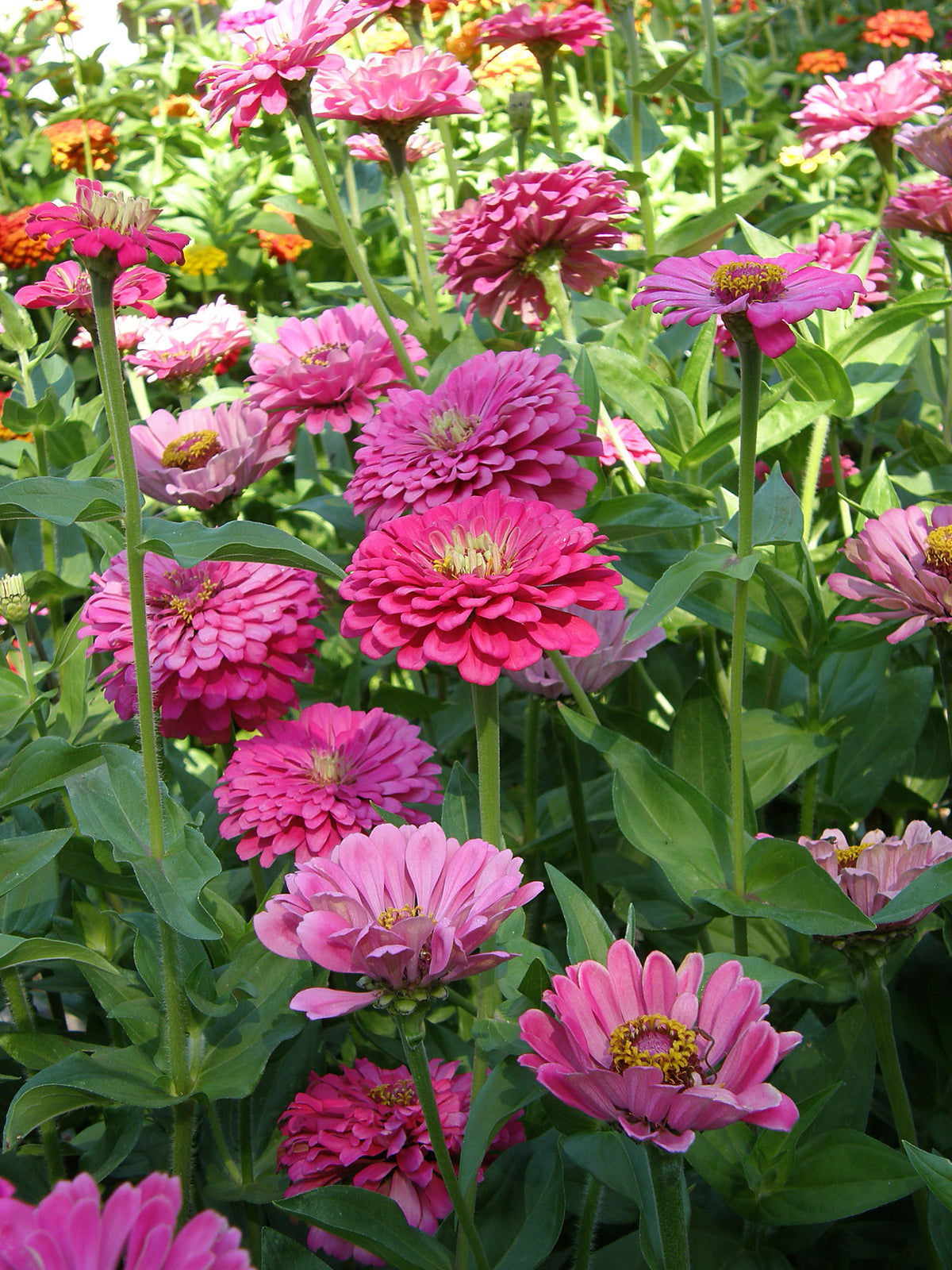Cutting Zinnias - Raspberry Sorbet