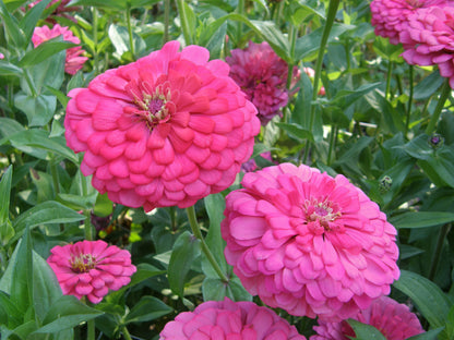 Cutting Zinnias - Raspberry Sorbet
