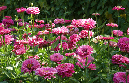Cutting Zinnias - Raspberry Sorbet