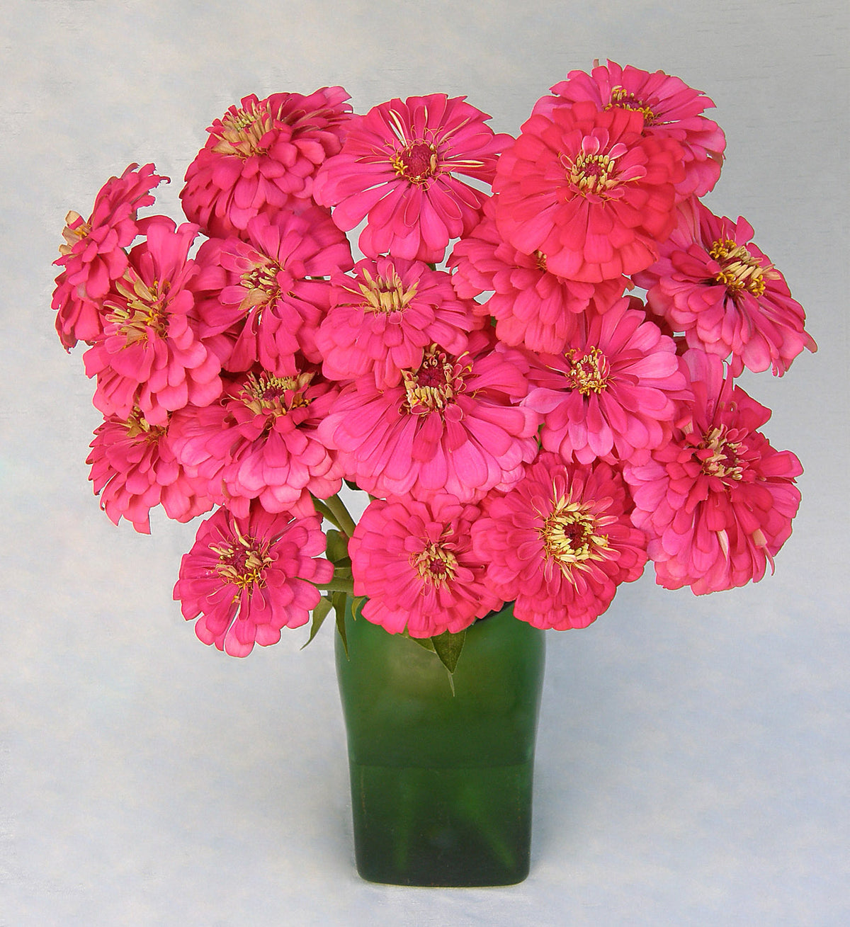 Cutting Zinnias - Raspberry Sorbet