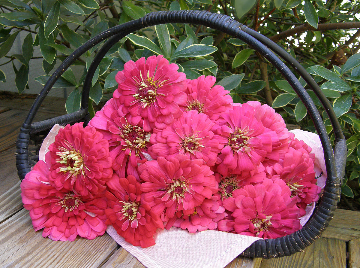 Cutting Zinnias - Raspberry Sorbet