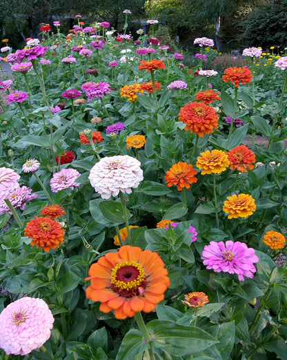 Scatter Gardens - Heirloom Rainbow Flowers Colorful, Carefree Zinnias