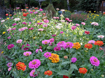 Scatter Gardens - Heirloom Rainbow Flowers Colorful, Carefree Zinnias