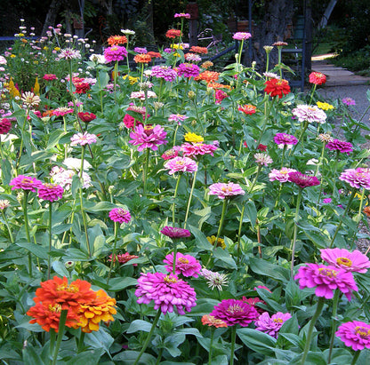 Scatter Gardens - Heirloom Rainbow Flowers Colorful, Carefree Zinnias