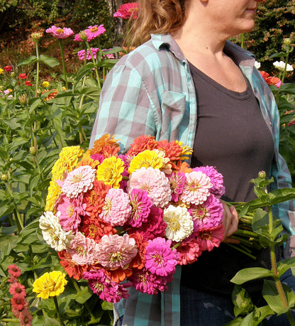 Scatter Gardens - Heirloom Rainbow Flowers Colorful, Carefree Zinnias