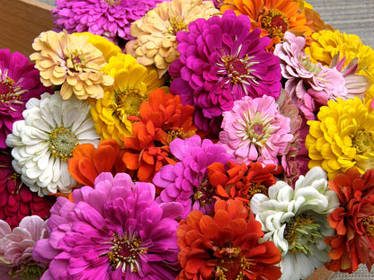 Scatter Gardens - Heirloom Rainbow Flowers Colorful, Carefree Zinnias