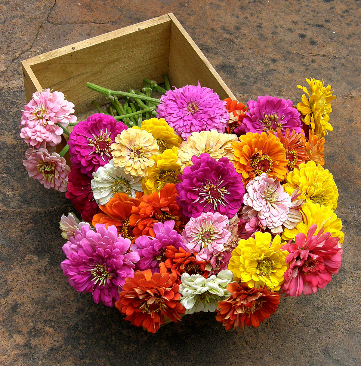 Scatter Gardens - Heirloom Rainbow Flowers Colorful, Carefree Zinnias