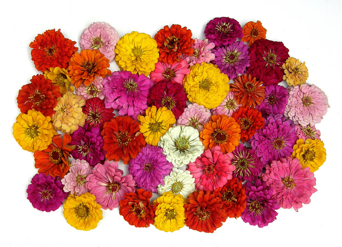 Scatter Gardens - Heirloom Rainbow Flowers Colorful, Carefree Zinnias