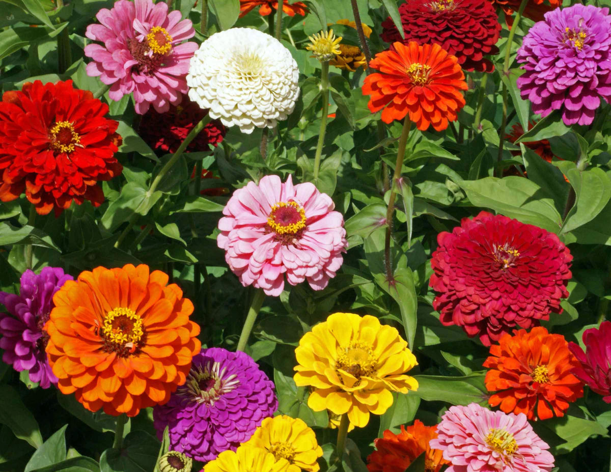 Heirloom Butterfly Zinnia Mix - State Fair Gold Medal