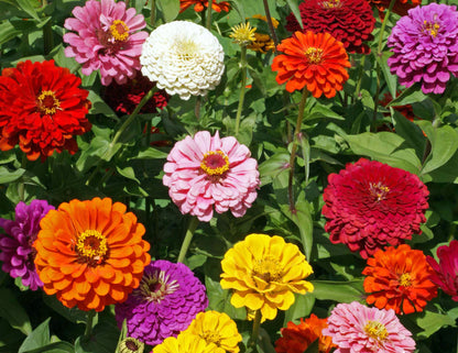 Heirloom Butterfly Zinnia Mix - State Fair Gold Medal