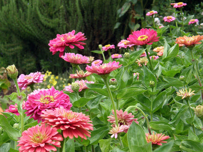 Heirloom Butterfly Zinnia Mix - State Fair Gold Medal