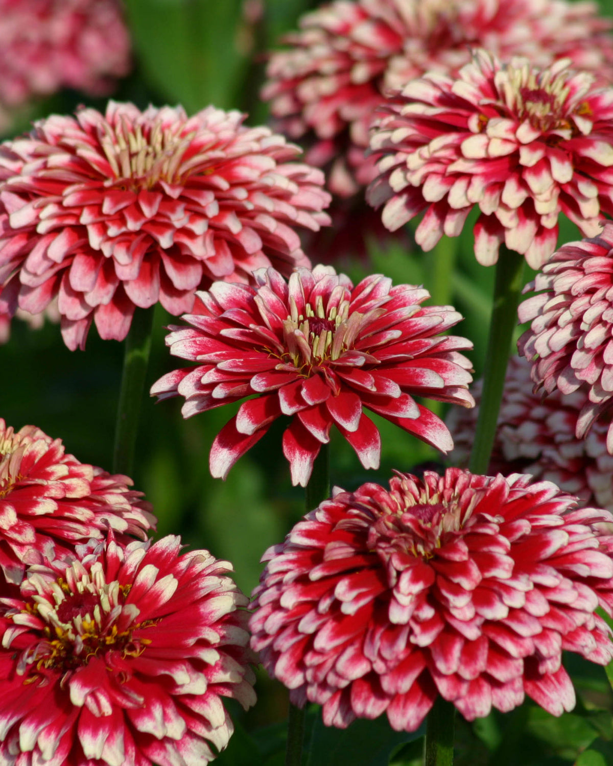 Butterfly Zinnias - Summer Pinwheels