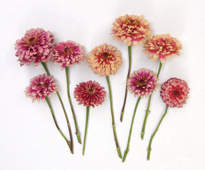 Butterfly Zinnias - Summer Pinwheels