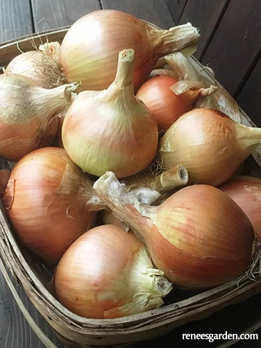 Bulbing Onions - Golden Sweet Spanish