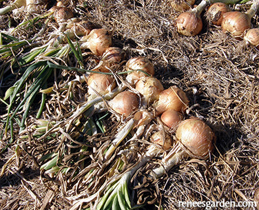 Bulbing Onions - Golden Sweet Spanish