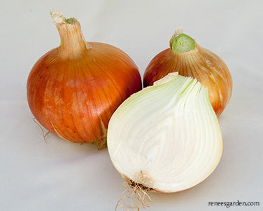 Bulbing Onions - Golden Sweet Spanish