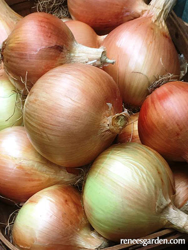 Bulbing Onions - Golden Sweet Spanish