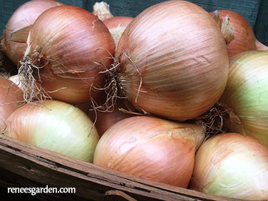 Bulbing Onions - Golden Sweet Spanish