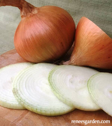 Bulbing Onions - Golden Sweet Spanish